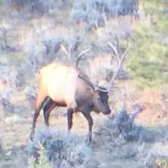 Photo by Rawhide Guide Service