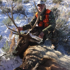 Shane's MT bull Nov23 2014